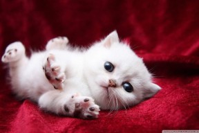 华体会登录最新地址-开场五分钟进球改变比赛走势打乱对方布置节奏，开场15分钟进球数什么意思