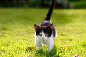 华体会官方网站-美洲杯历史瞬间：那些永载史册的精彩战役，美洲杯举办历史