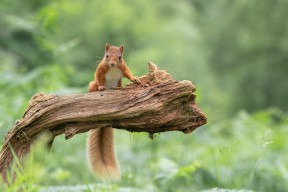 华体会登录-拉莫斯正式加盟巴黎圣日耳曼，欧洲豪门大战再升级