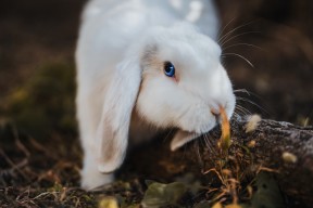 华体会登陆-联盟最擅长应对压迫防守的控卫盘点，联盟防守效率