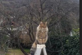 华体会平台娱乐-伊朗男篮在亚洲预赛中奋勇争先，冲击奥运梦想燃烧激情，伊朗男篮热身赛