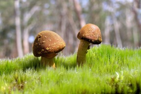 华体会app下载-球队是否通过更换主场草皮类型提升控球速度，球场改造