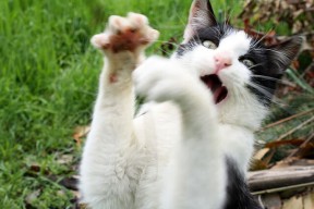 华体会登录-男篮亚洲杯赛前热身赛检验训练成果主帅满意整体表现，男篮亚洲资格赛