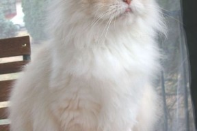 华体会手机网站-队内文化是否影响战术执行度，队内文化是否影响战术执行度的因素