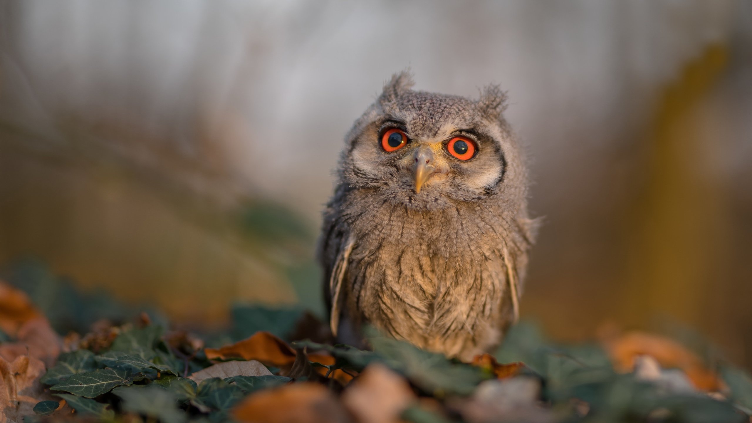 中国篮球职业联赛市场营销创新,篮球的市场营销