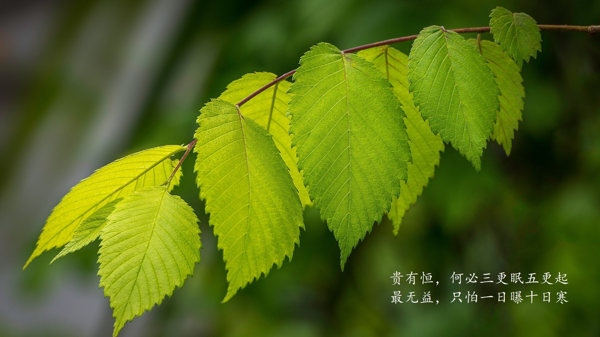 中国篮球职业联赛市场营销策略创新及品牌建设，篮球创业市场占有率