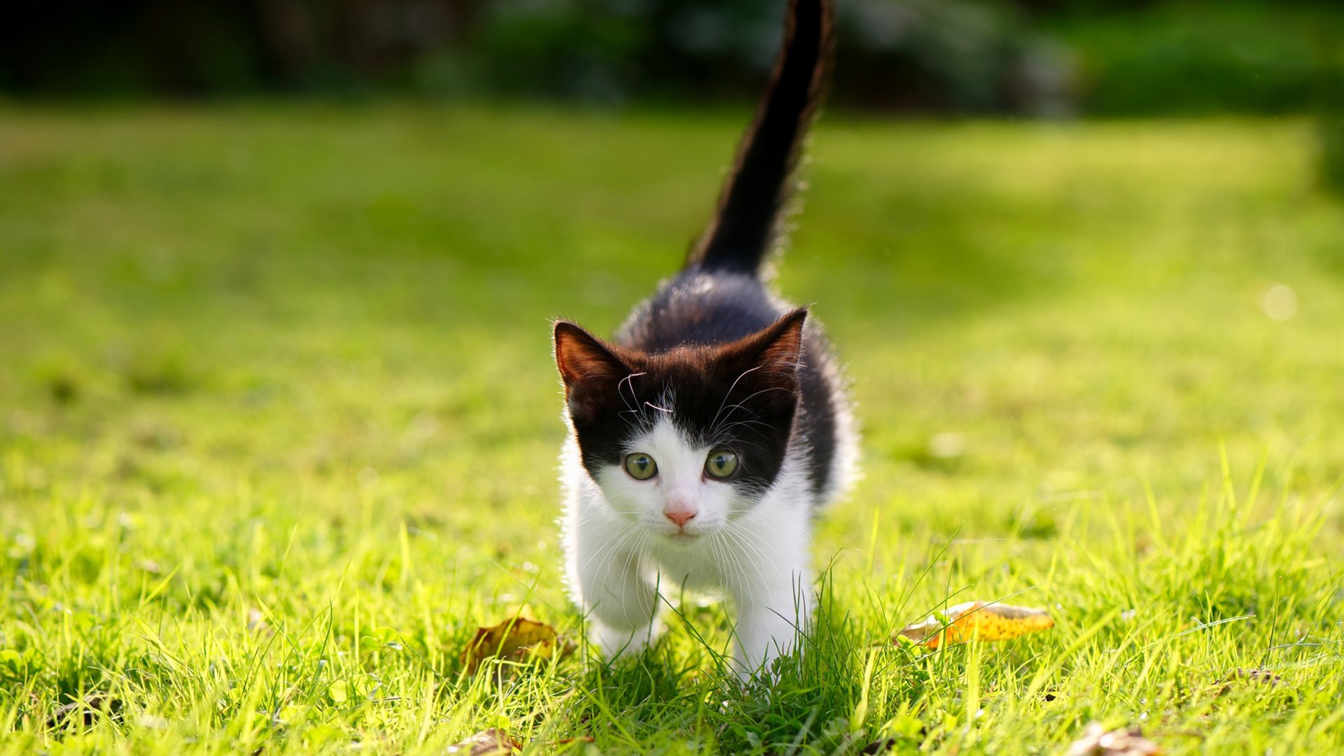 “2025世界运动会：天府校区台球赛精彩不断”