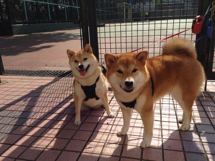 体育新闻中心推动体育内容版权多平台共享机制,体育新闻侵权