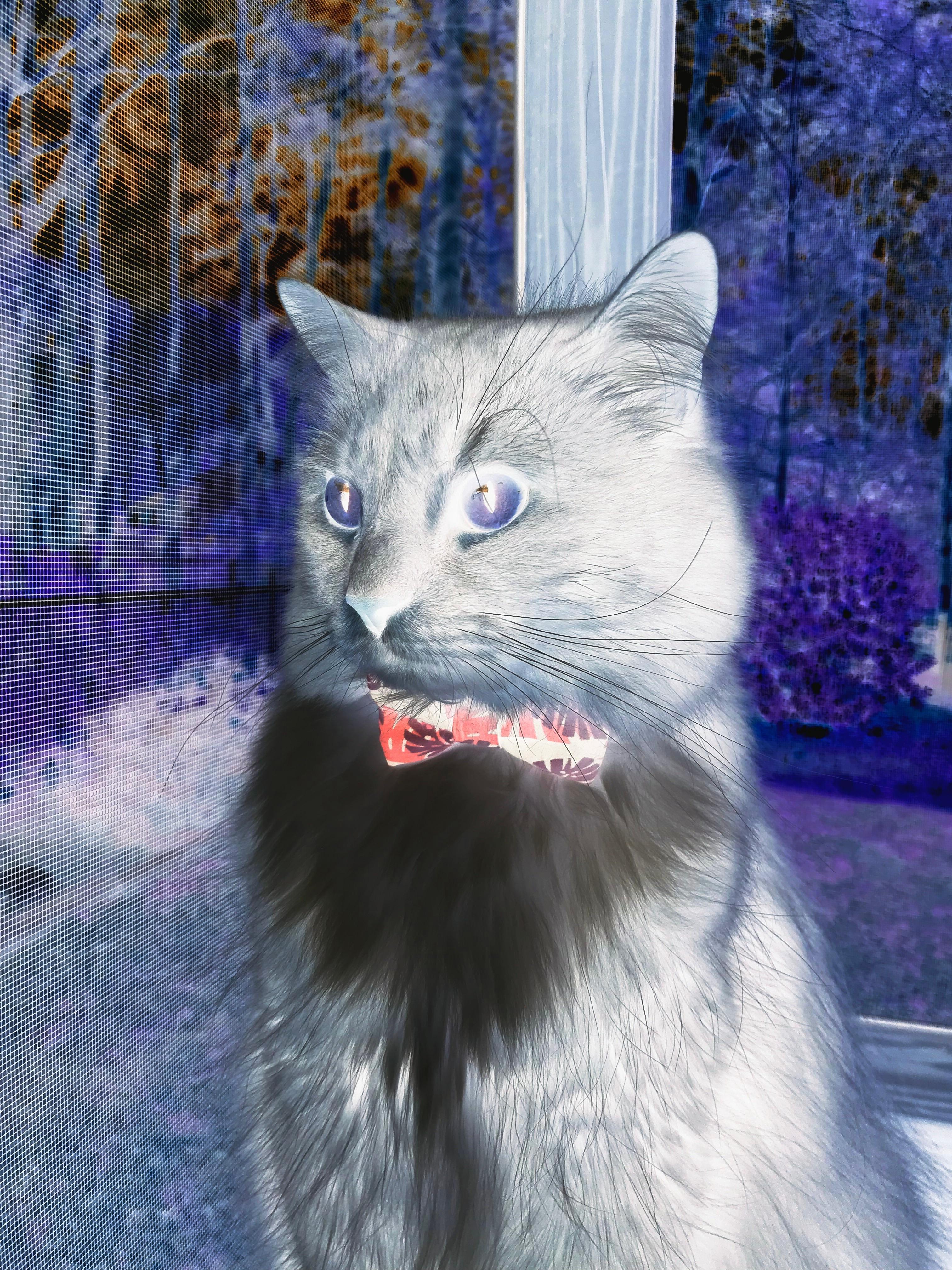 搏击赛场新星异军突起表现抢眼，最新搏击视频比赛