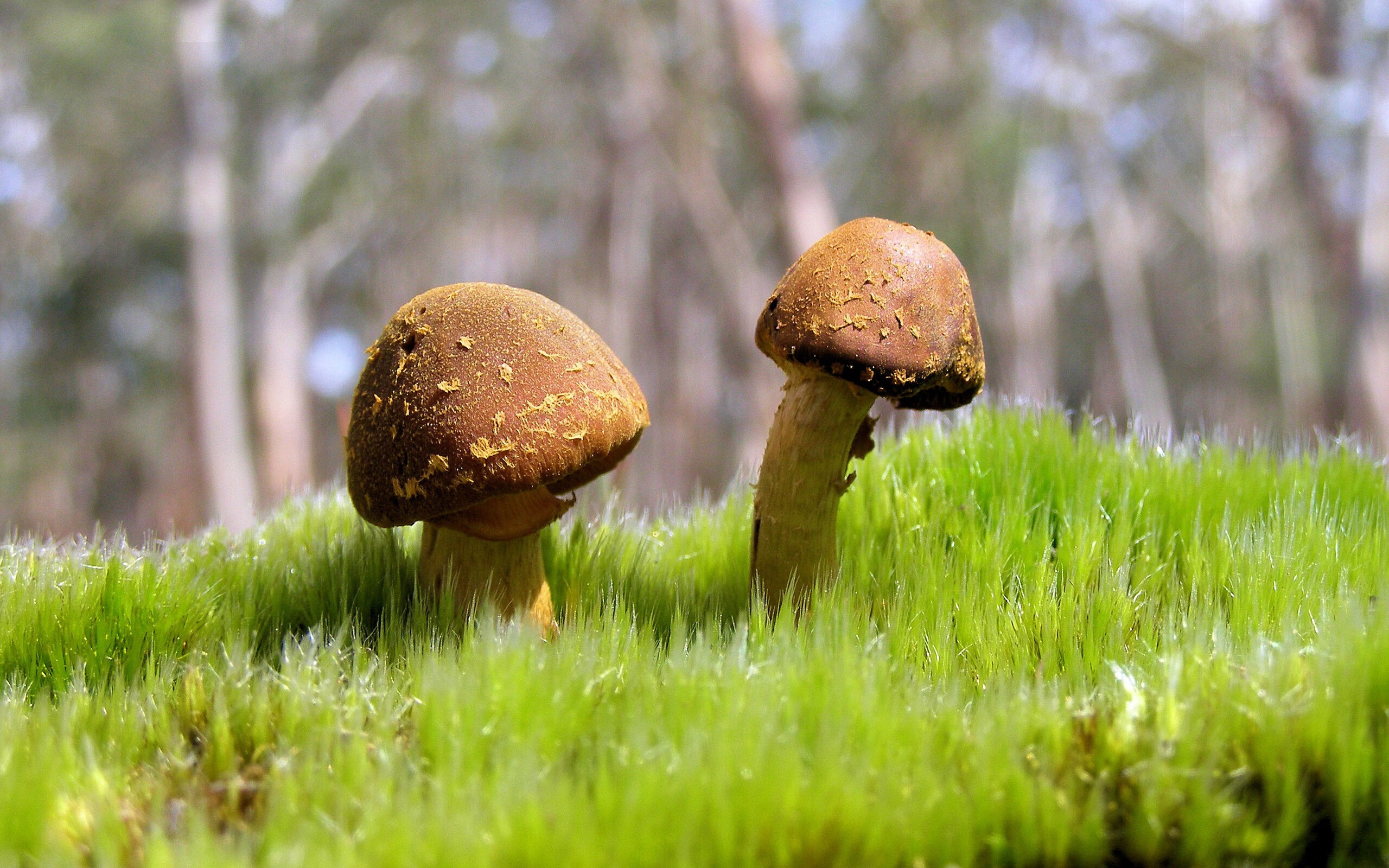 球队是否通过更换主场草皮类型提升控球速度，球场改造