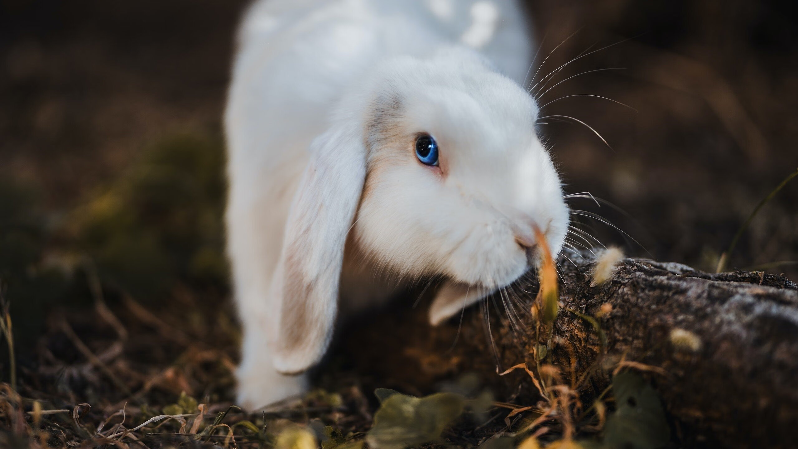 联盟最擅长应对压迫防守的控卫盘点,联盟防守效率