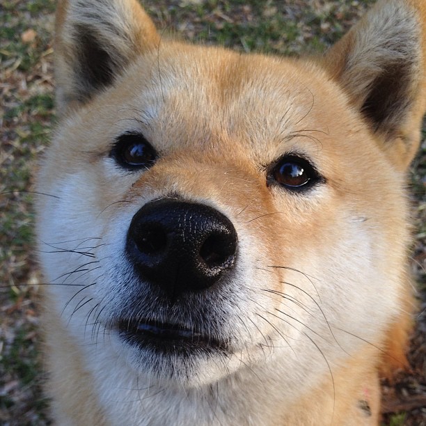 队内竞争激烈导致核心球员疲劳，队内竞争激烈导致核心球员疲劳的原因