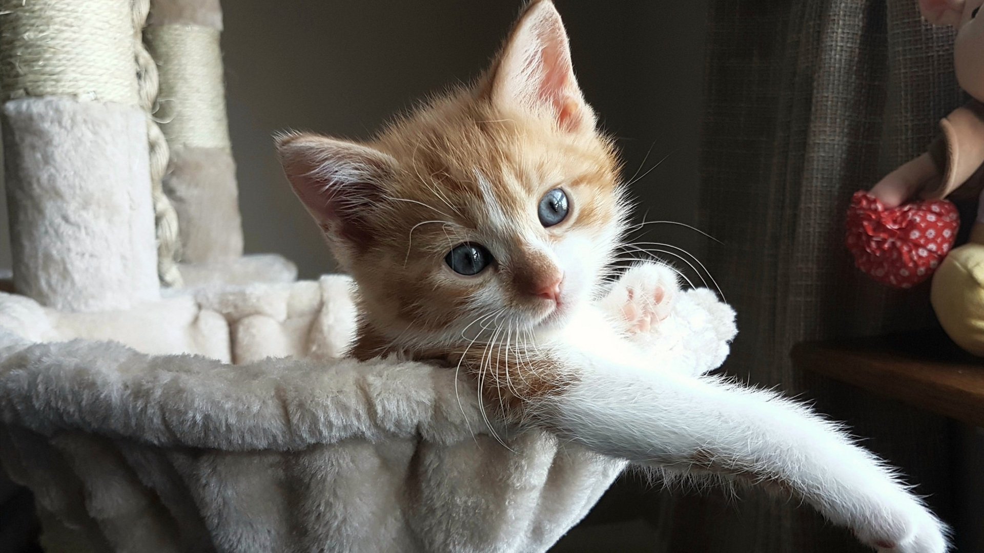 “帕布罗·马特拉的激励作用,成为阿根廷美洲狮队的领军人物”