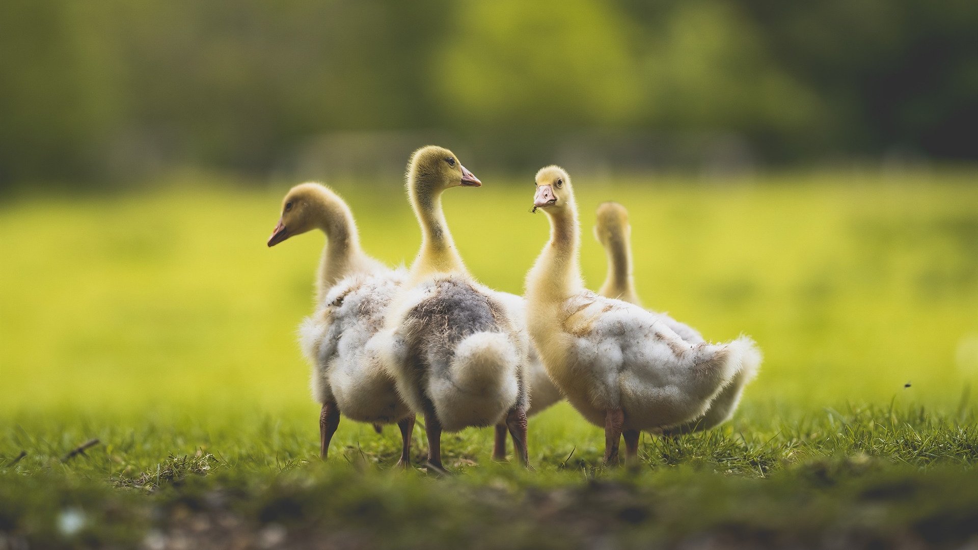 中国足球国家队守门员技术培训体系完善,国家队守门员训练视频