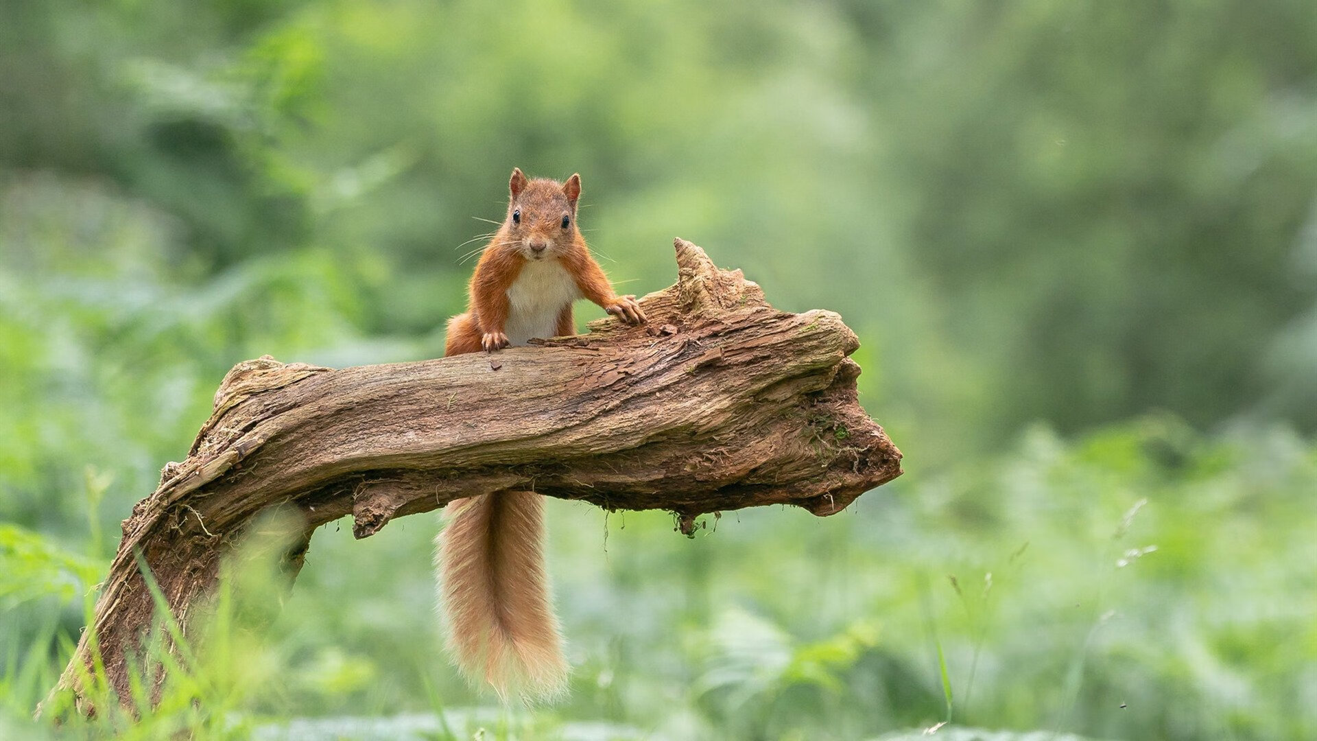 拉莫斯正式加盟巴黎圣日耳曼,欧洲豪门大战再升级