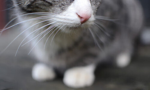 职业联赛开展裁判技术培训提升比赛公平性,技能竞赛裁判员