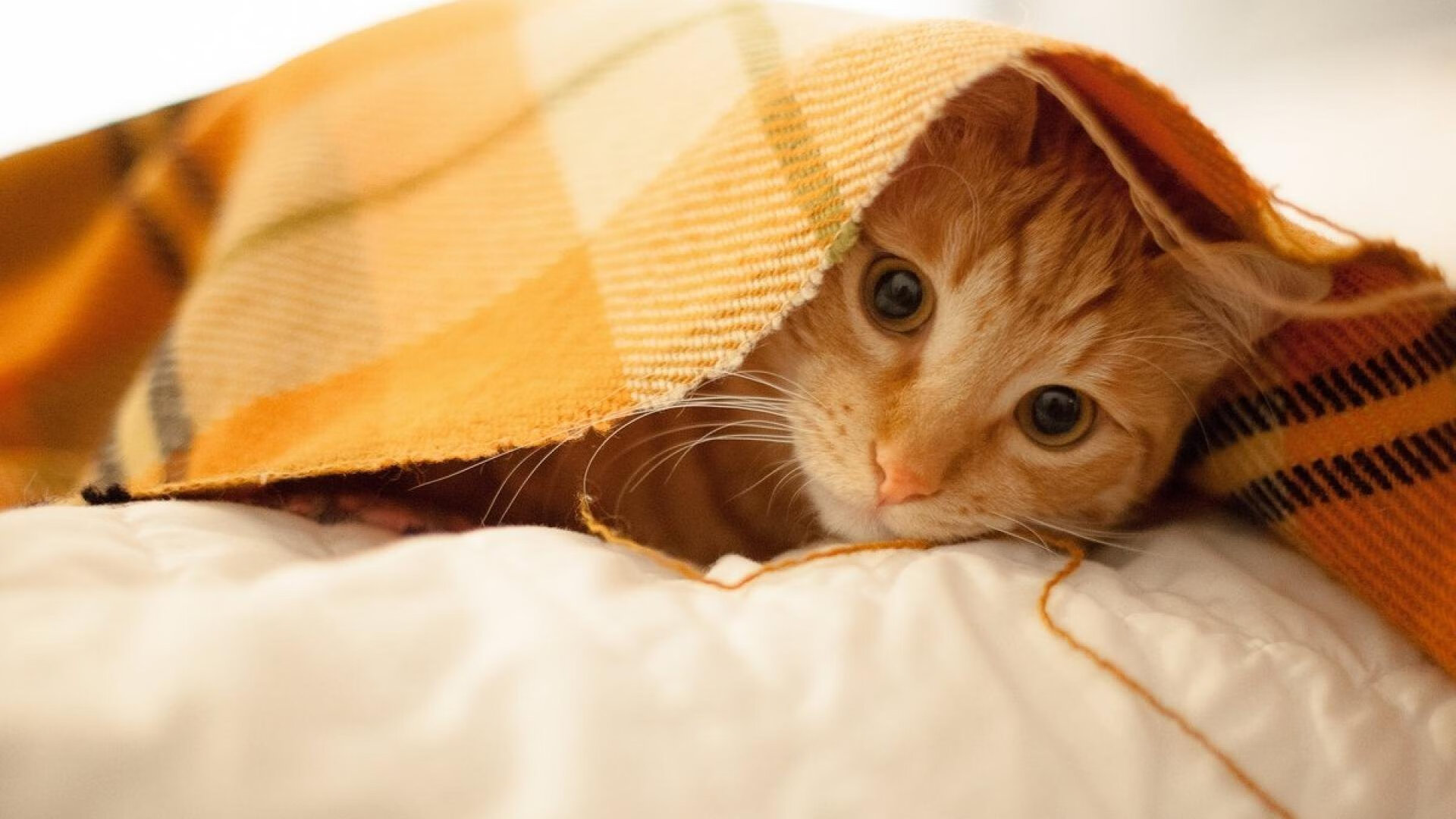 英超激烈争夺:赛事精彩纷呈,冠军悬念重重!,英超最精彩比赛