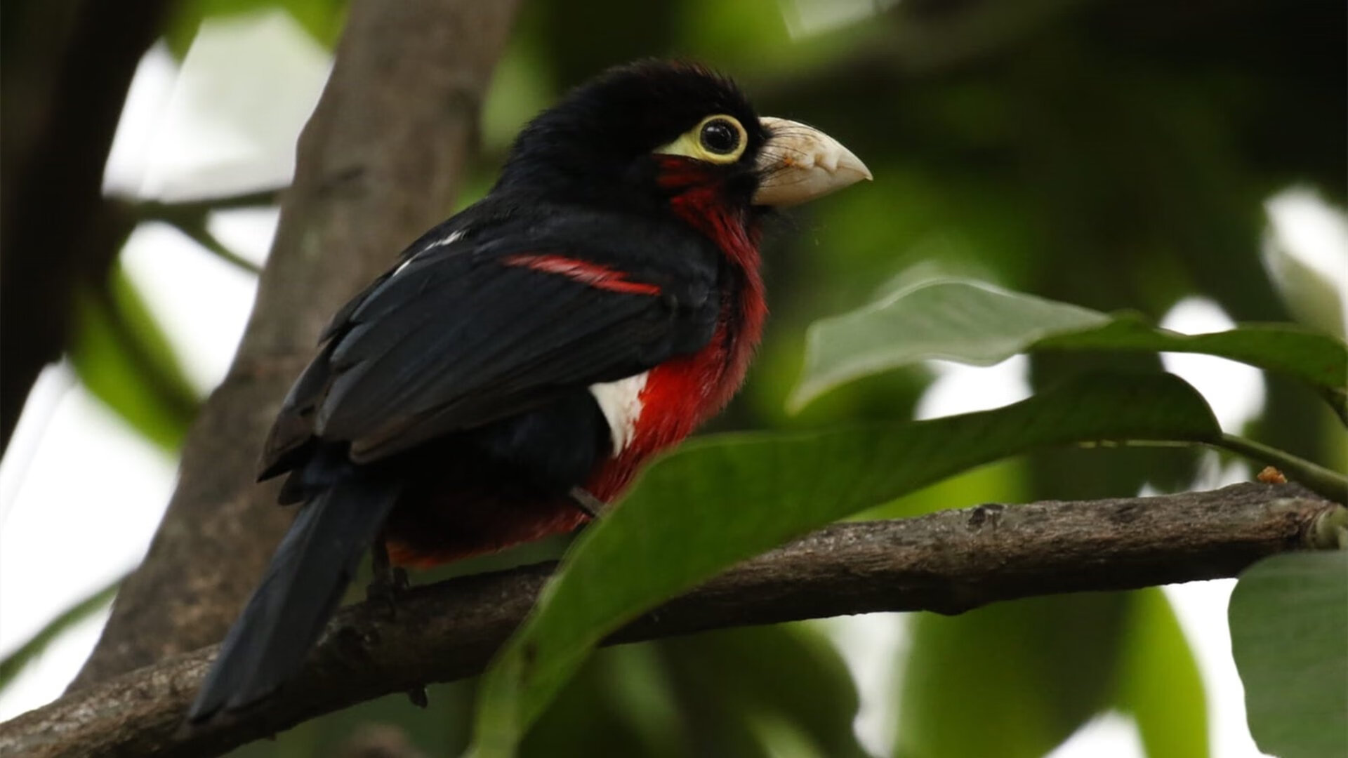 跳水实力延续历届水准稳定输出，跳水历史记录