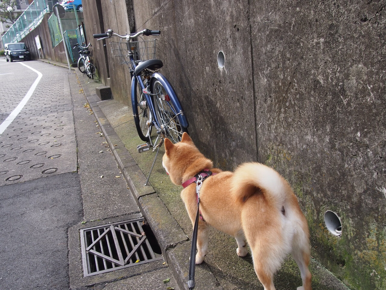 20年等待只为这一刻!广厦成CBA新冠军!,cba广厦阵容