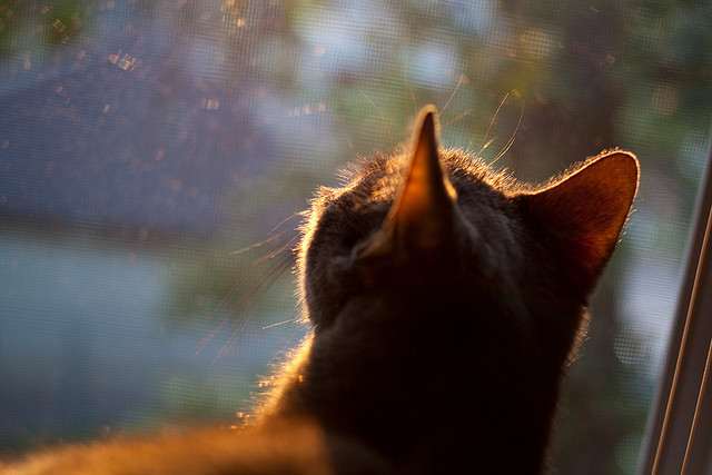 中国篮球职业球员的职业寿命统计与延长策略，中国职业篮球运动员平均身高